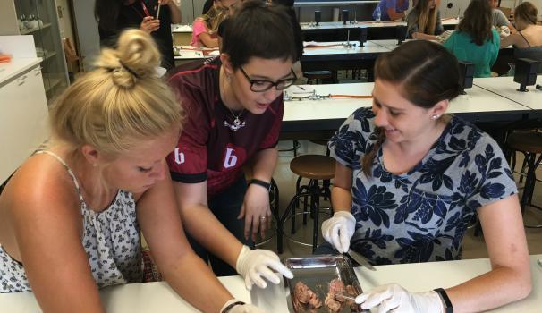 Estudiantes diseccionando un cerebro de cordero